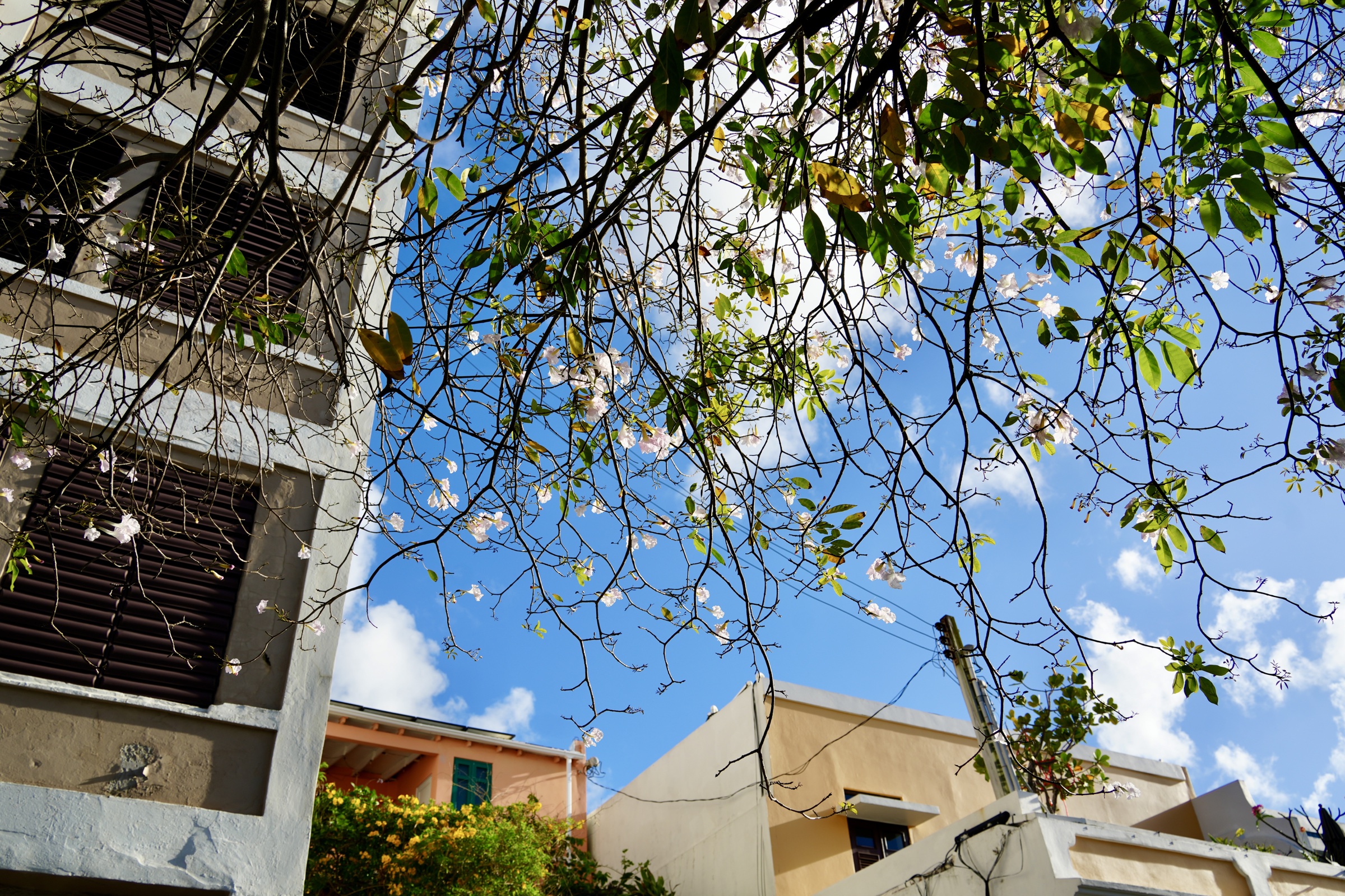 Flowering branches above colorful buildings under a blue sky